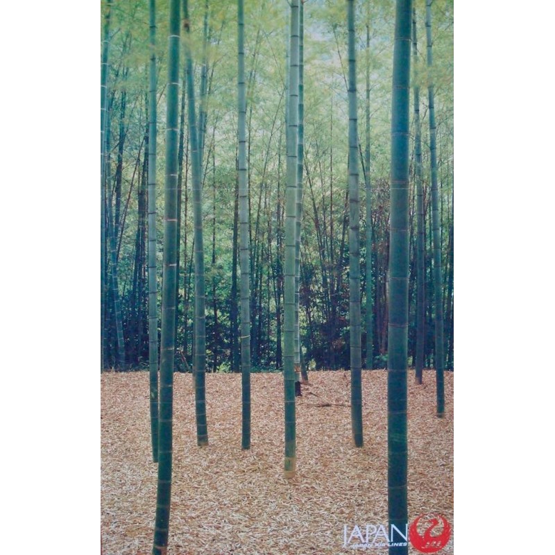 Japan Airlines Kyoto Bamboo Grove (1981)