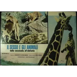 Sex And The Animals Italian fotobusta movie poster - illustraction Gallery