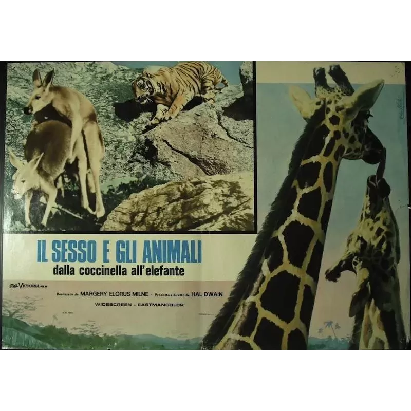 Sex And The Animals Italian fotobusta movie poster - illustraction Gallery