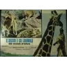 Sex And The Animals Italian fotobusta movie poster - illustraction Gallery