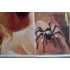 The Black Belly Of The Tarantula Italian movie poster - illustraction Gallery