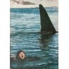 Orca Italian fotobusta movie poster set - illustraction Gallery