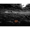 It's The Great Pumpkin Charlie Brown (R2014)